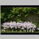 Falkland Castle 5 Erigeron.JPG